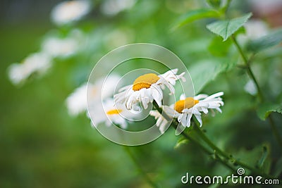 Flower Garden Daisies 4 Stock Photo