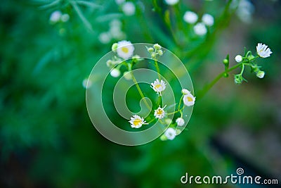 Flower Garden Daisies 7 Stock Photo