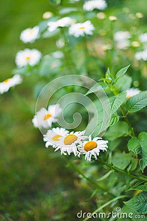 Flower Garden Daisies 1 Stock Photo