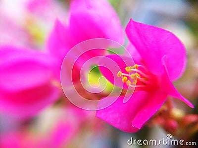 flower in garden Stock Photo