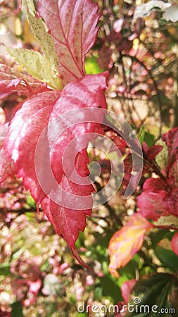 a flower garden with red flowers looks lush and the sunlight makes it look very beautiful Stock Photo