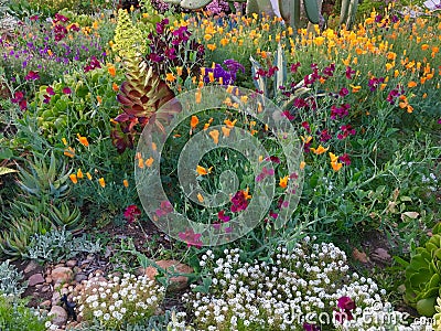 Flower Garden in Southern California Stock Photo