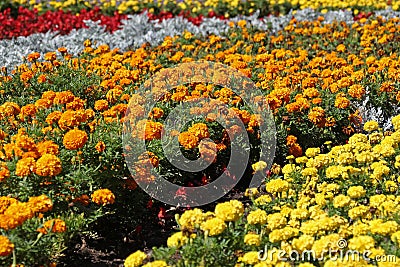 Flower garden. Vivid colored flowers. Stock Photo