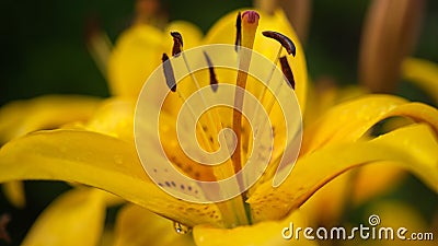 A flower garden yellow day lilies. Stock Photo