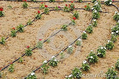 Flower gardening with water dispenser hose line Stock Photo