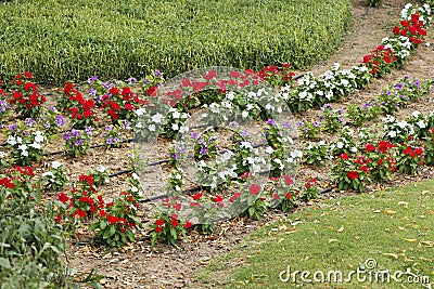 Flower gardening with water dispenser hose line Stock Photo