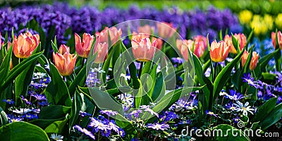 Flower gardens in the Netherlands during spring. Close up of blooming flowerbeds of tulips, hyacinths, narcissus Stock Photo