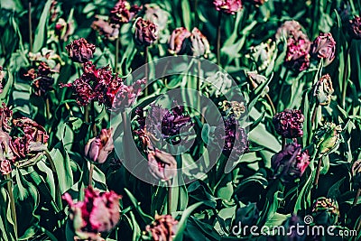 Flower gardens in the Netherlands during spring. Close up of blooming flowerbeds of tulips, hyacinths, narcissus Stock Photo