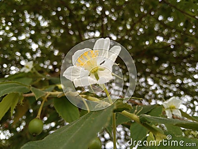 this is a flower from gersen, the color is white yellow very beautiful Stock Photo