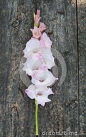 Flower gladiolus Stock Photo