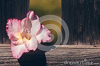 Flower gladiolus in the fence . Stylish background with a fence and a flower in the sun. Pink flower gladiolus. Stock Photo