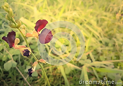 Flower and grass blade on sunlight background Stock Photo