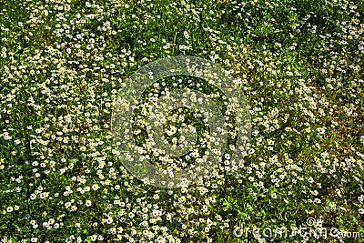 flower grass detail texture Stock Photo