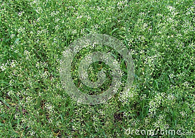 Flower grass shepherds purse Capsella bursa pastoris background Stock Photo