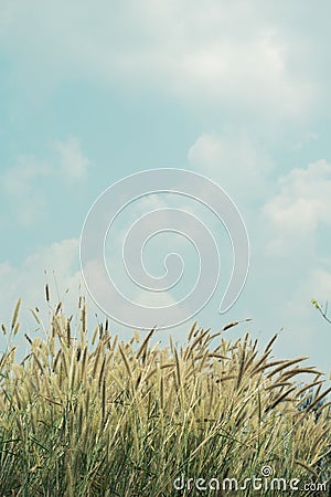 Flower grass vintage nature background Stock Photo