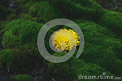 Flower on green moss. One yellow buds of flower Stock Photo