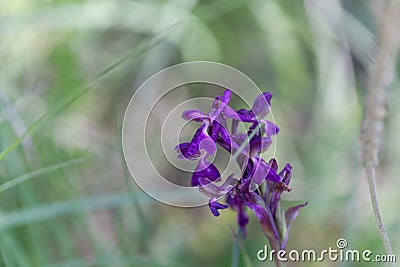 Flower of a green-winged orchid Anacamptis morio Stock Photo