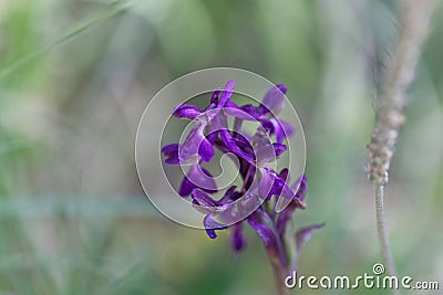 Flower of a green-winged orchid Anacamptis morio Stock Photo