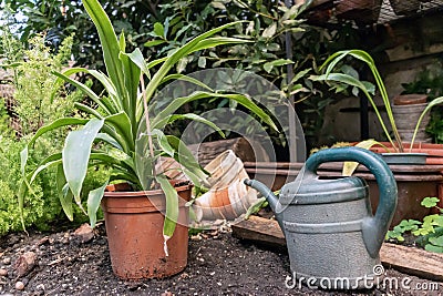 Flower greenhouse. Stock Photo