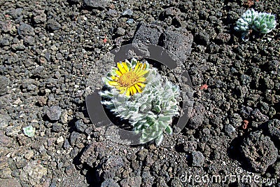 Flower grow on stones Stock Photo