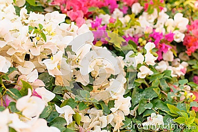 Flower growing on the bush in garden Stock Photo