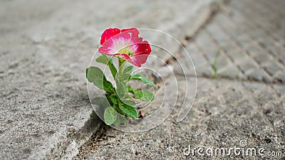 Flower growing out of concrete Stock Photo