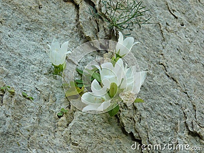 Flower growing on a rock Stock Photo