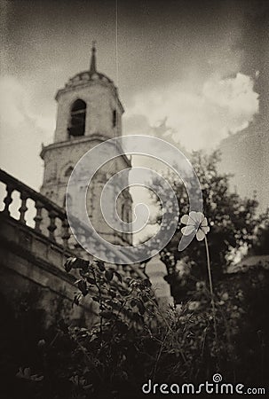 The flower grows on the territory of the Vladimir Church in Bykovo. Stock Photo