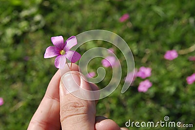 Flower in hand Stock Photo