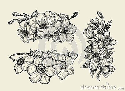 Flower. Hand drawn sketch tutsan, hypericum, narcissus, cherry flowers. Vector illustration Vector Illustration