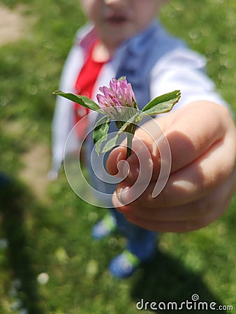 The flower in the hands Stock Photo