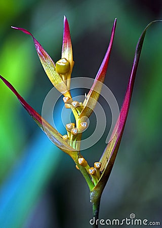 Flower Hanging lobster claw Stock Photo