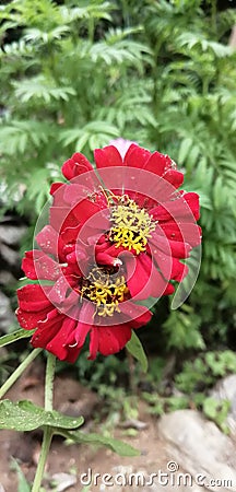 This natural rose flower color of red color. rose flower have in sri lanka Stock Photo