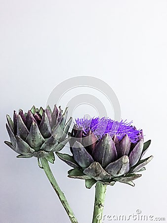 The flower head of the artichoke on a gray background Stock Photo