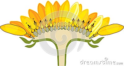 Flower head or pseudanthium in cross section. Structure of sunflower inflorescence Stock Photo