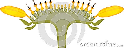 Flower head or pseudanthium in cross section. Structure of sunflower inflorescence Stock Photo