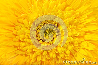 Flower head yellow gerbera daisy floral background Stock Photo