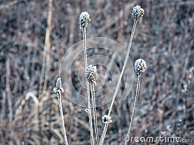 Flower heads in the Snow: Frozen in time, a prairie wildflower covered in morning frost on an early winter morning close up view Stock Photo
