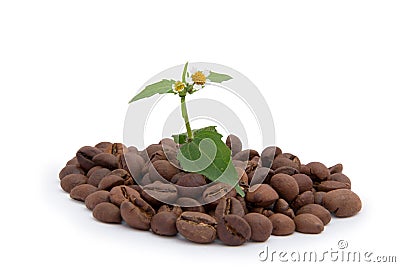 Flower in the heap coffee granules Stock Photo