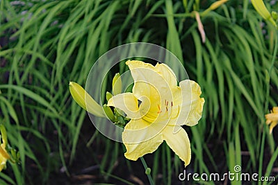 Flower hemerocalle,hemerocallis citrina Stock Photo