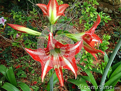 Flower hemerocalle,hemerocallis Stock Photo