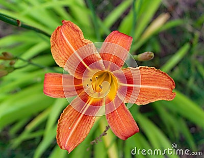 Flower hemerocalle,hemerocallis Stock Photo