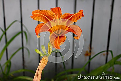 Flower hemerocalle,hemerocallis Stock Photo