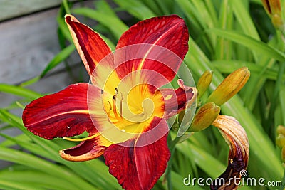 Flower hemerocalle,hemerocallis Stock Photo