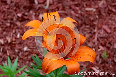 Flower hemerocalle,hemerocallis Stock Photo