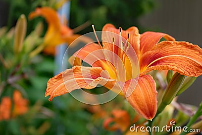 Flower hemerocalle,hemerocallis Stock Photo