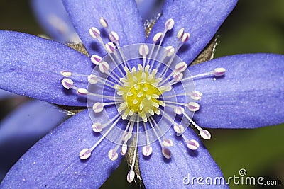 Flower of hepatica Stock Photo