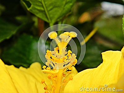 Flower Hibiscus with yellow petals Stock Photo