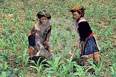 Flower Hmong Working Editorial Stock Photo