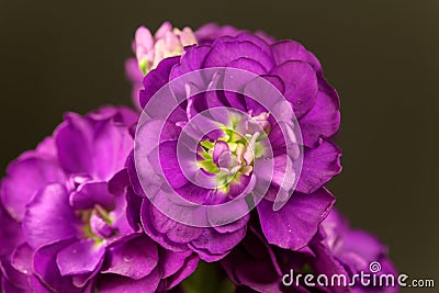 Flower of a hoary stock, Matthiola incana Stock Photo